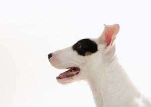 犬のふけ予防のためのローション