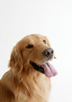 人気が高いプードルの子犬に出会うなら