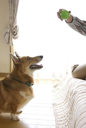 飼い犬の健康を守る犬用サプリメント