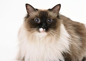 猫の健康を考えるなら知っておきたい！療法食の効果と選び方完全ガイド