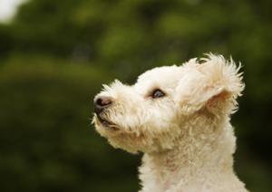 池袋にある猫カフェで癒されよう