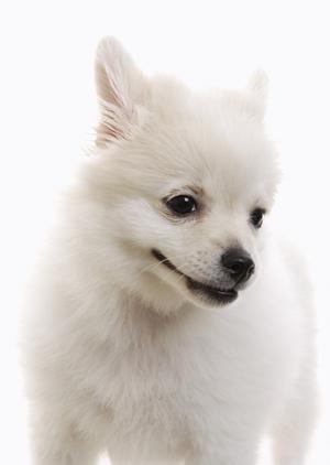 シロアリ駆除の安心と実績を誇るアサンテ:即日対応と無料診断で信頼のサービス提供