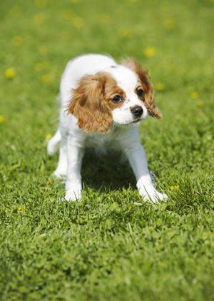 信頼と実績のシロアリ駆除サービス｜アサンテの特徴と店舗情報