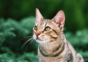 【2025年最新】埼玉で見つける!快適と癒しを叶えるおすすめドッグカフェ完全ガイド